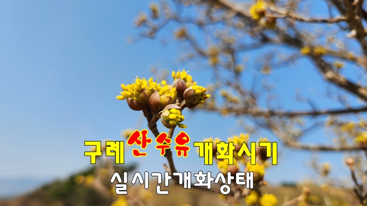 구례 여행 코스 | 구례 산수유 실시간 개화 상태 & 구례 산수유 개화시기 | 구례 산수유 축제 구례 여행 코스 | 구례 산수유 실시간 개화 상태 & 구례 산수유 개화시기 | 구례 산수유 축제