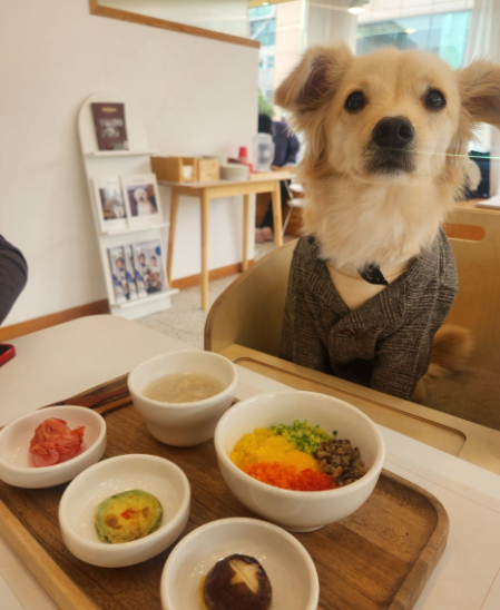  [송파 애견동반 식당] 반려견 한식·양식 코스요리, "펫다이닝 맘마"(1탄 한식 코스요리)