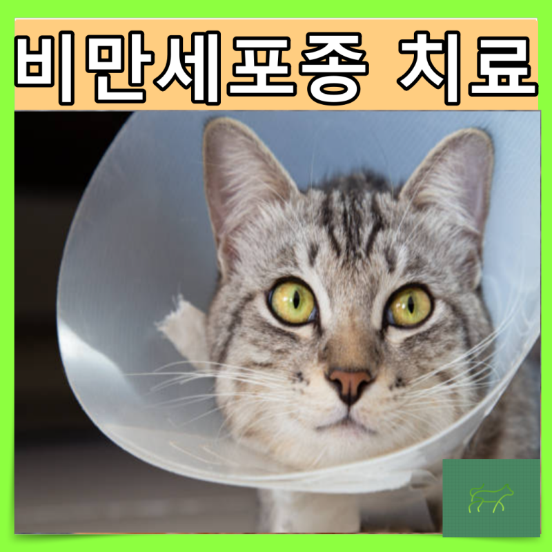 고양이 비만세포종 증상과 수술비용