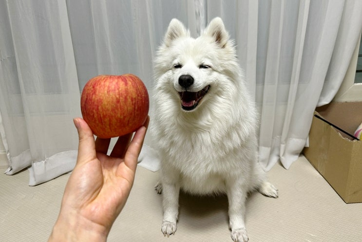  강아지 사과껍질 먹어도 될까요? 사과 다양하게 급여하는 방법