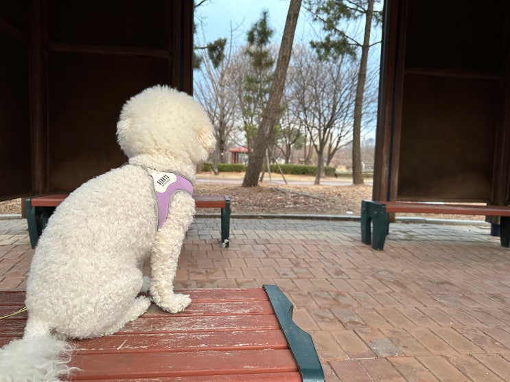  강아지 스트레스의 증상과 해소법