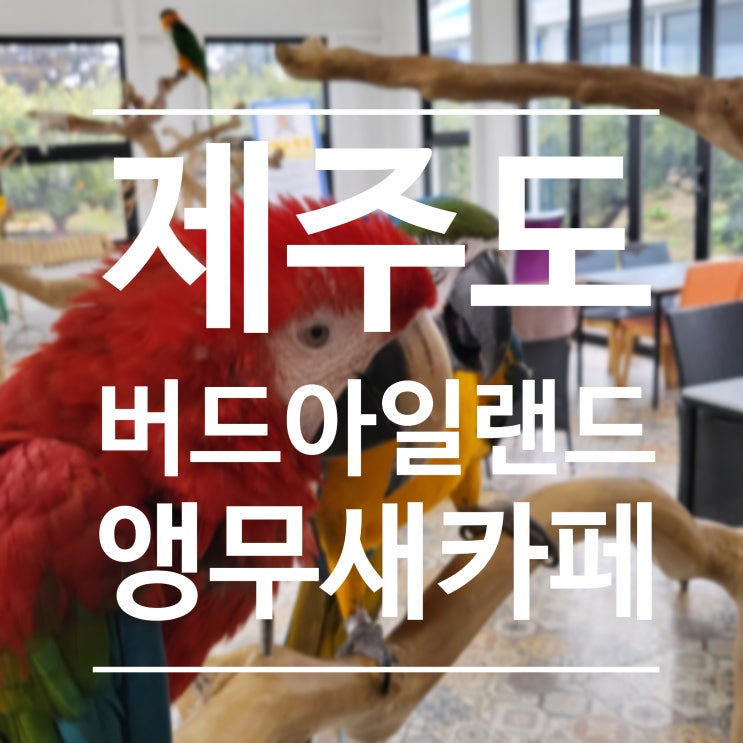  [제주도] 버드아일랜드 - 앵무새 카페