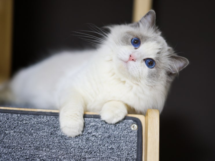 랙돌캐터리 리터 고양이 출산 계획, 블루바이 씰바이 블루링스 성묘 포토
