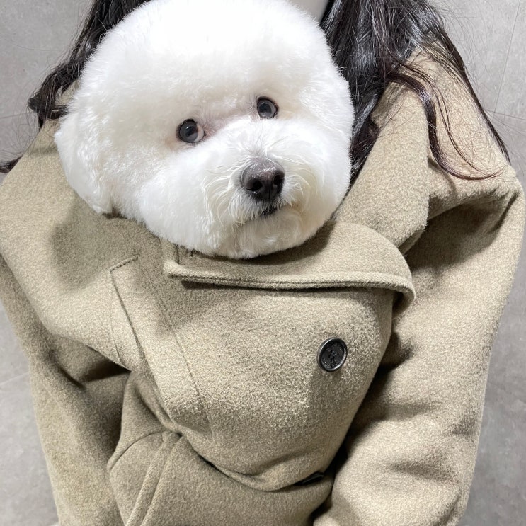  강아지 이름 추천, 느낌 있는 작명요령