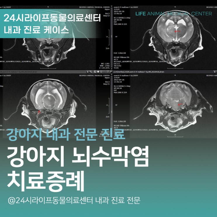 대구 강아지 뇌수막염 (MUE) 치료 : 강아지빙글빙글 도는 이유 대구24시동물병원