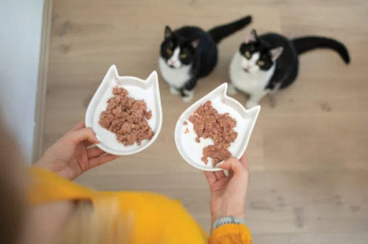  고양이 식욕 부진에 대한 해결책