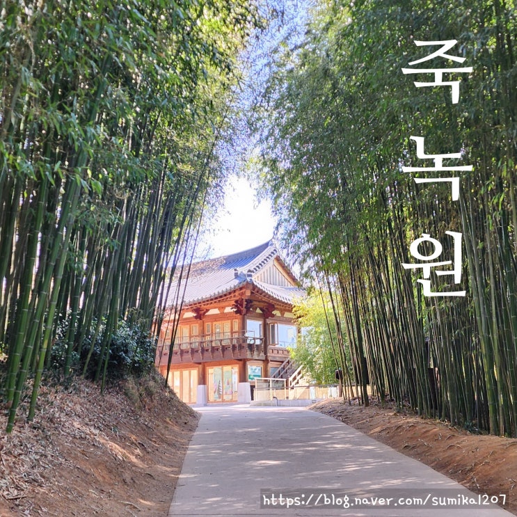 담양 여행 죽녹원 사시사철 푸르른 대나무숲 입장료 주차장 담양 여행 죽녹원 사시사철 푸르른 대나무숲 입장료 주차장
