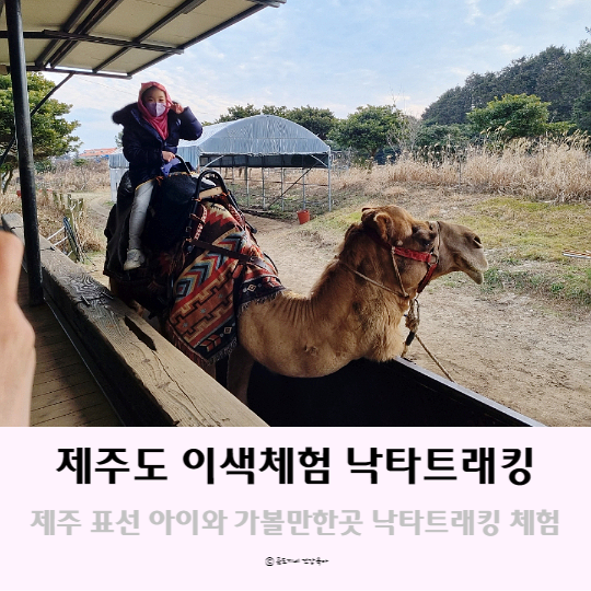 제주도 이색체험 표선 아이와 갈만한곳 제주 낙타트래킹 제주도 이색체험 표선 아이와 갈만한곳 제주 낙타트래킹