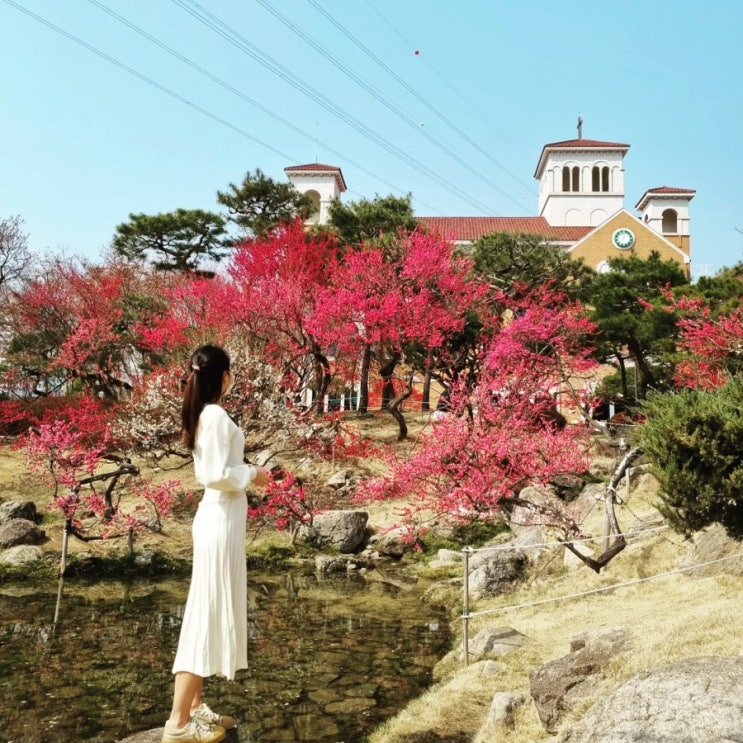  순천 볼거리 3월 전남 꽃구경 숨겨진 홍매화 명소 순천복음교회