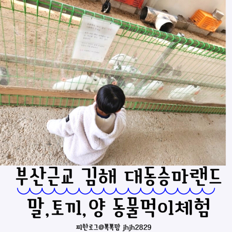  부산근교 김해 대동승마랜드 말,토끼,양 동물먹이체험