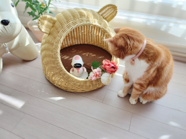  귀여운 고양이 이름 짓기 일본 미국 중국 나라별 순위 TOP 5