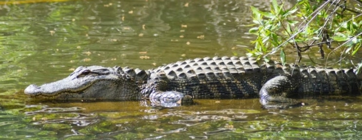 악어, 크로커다일(Crocodile) 과 엘리게이터(Alligator) 의 차이점