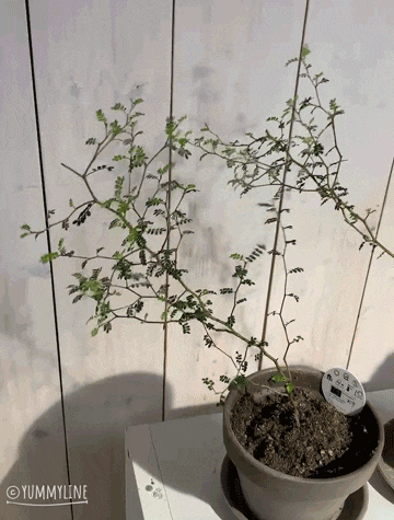  마오리 소포라 Maori sophora 분갈이