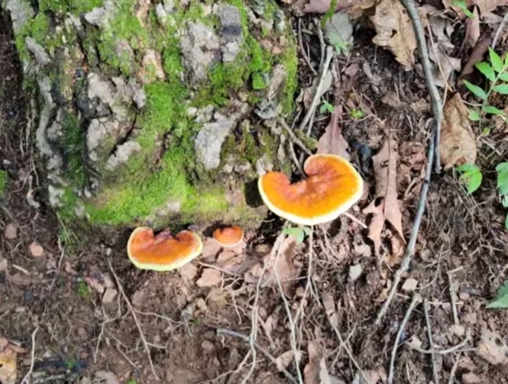불면증에 최고인 영지버섯 차 영지버섯 효능과 보관법 불면증에 최고인 영지버섯 차 영지버섯 효능과 보관법