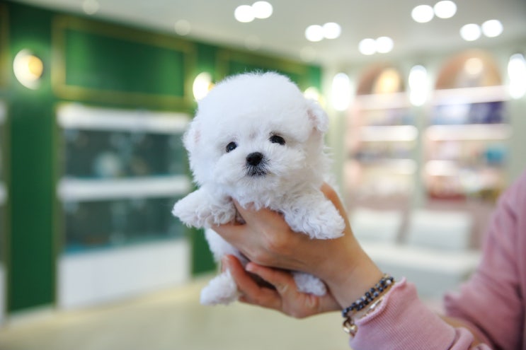  예쁜 미니비숑은 울산강아지분양 달링하이울산점에서