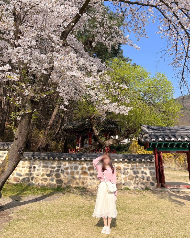  [대전] 나들이 준비 완료! 대전 벚꽃 명소 여기 다 모았다(주차장 정보)
