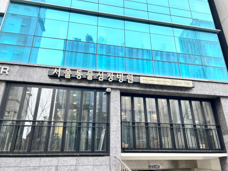  강아지 서울동물심장병원 초진후기 접수방법 심장초음파 진료비 공유