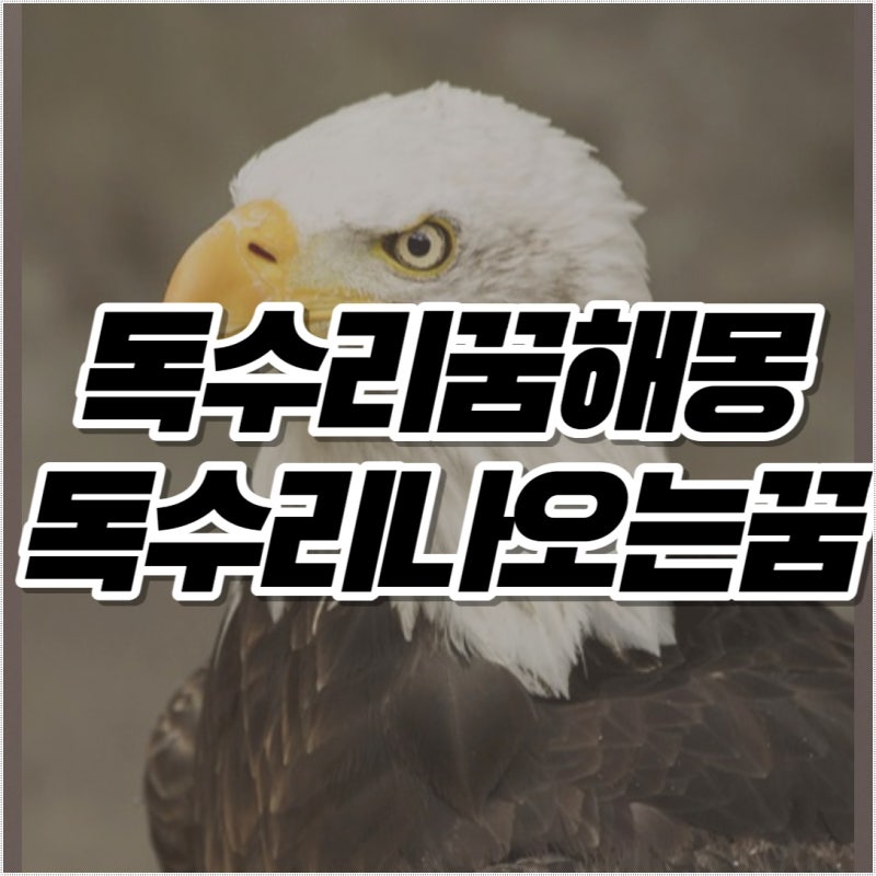 독수리 꿈해몽 독수리 나오는 꿈
