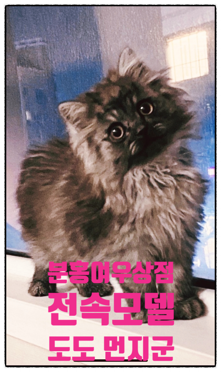  친칠라 도도 먼지 군 키우기