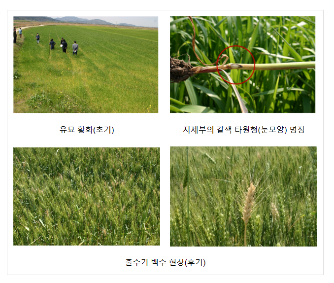 봄철 맥류 병 피해, 미리 살펴 제때 방제해야_농촌진흥청 봄철 맥류 병 피해, 미리 살펴 제때 방제해야_농촌진흥청