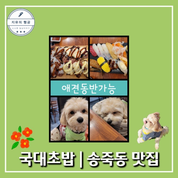 애견동반 <국대초밥> 수원 송죽동 만석공원 맛집 내돈내산