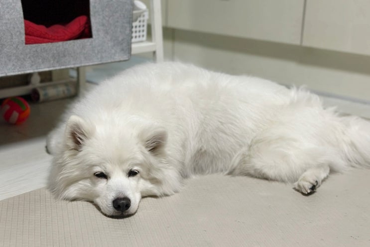  강아지 코골이 원인과 관리방법