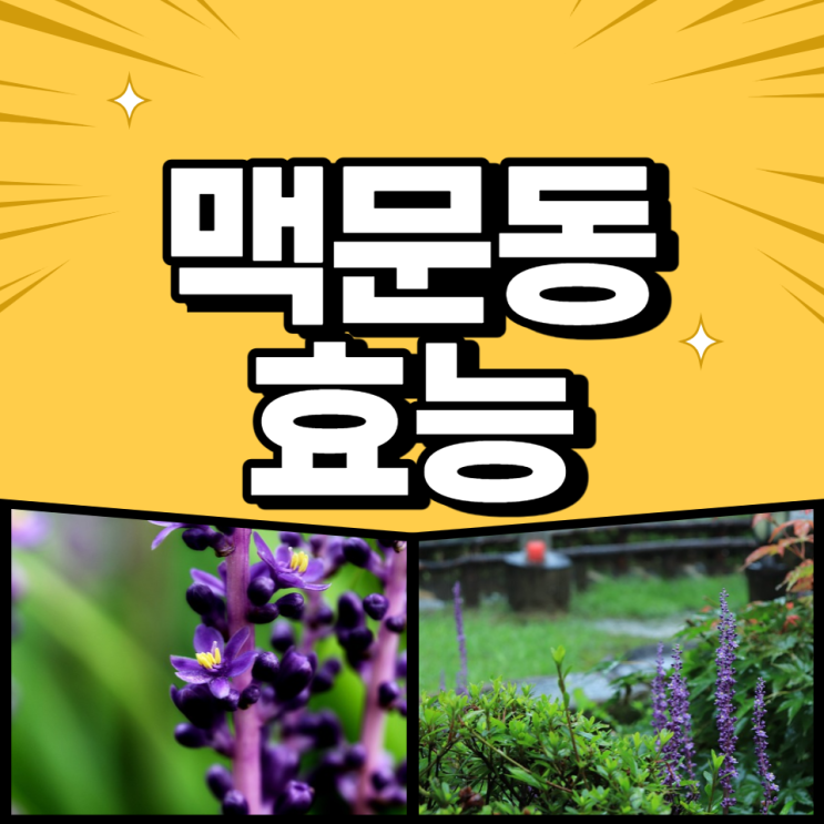 맥문동 효능 부작용 맥문동차 맥문동 열매 가루 먹는법 맥문동 효능 부작용 맥문동차 맥문동 열매 가루 먹는법