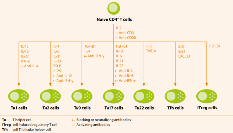 [Miltenyi Biotec] T cell 연구하시는 분들은 주목하세요! Miltenyi 제품을 활용하는 T cell 연구 방법! (2)