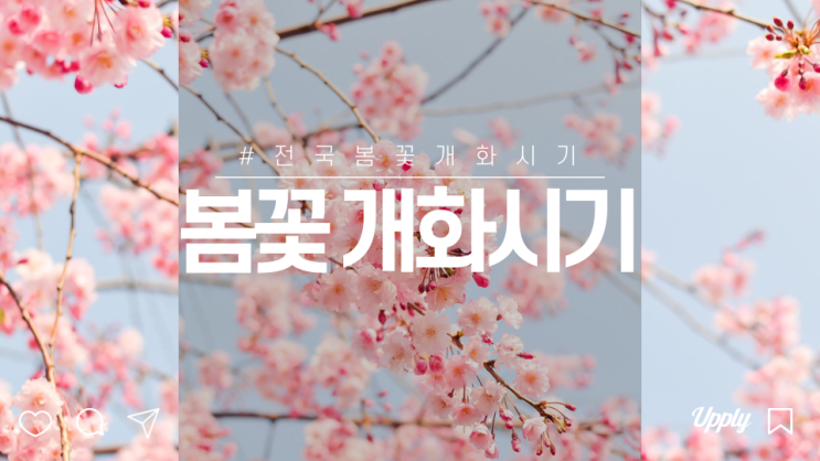 전국 봄꽃 개화시기 개나리 진달래 벚꽃