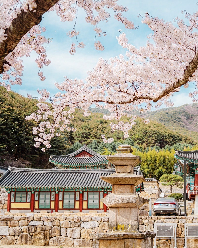 대구 벚꽃 드라이브 가기 좋은 팔공산 순환도로 & 부인사! 3월 봄 ...