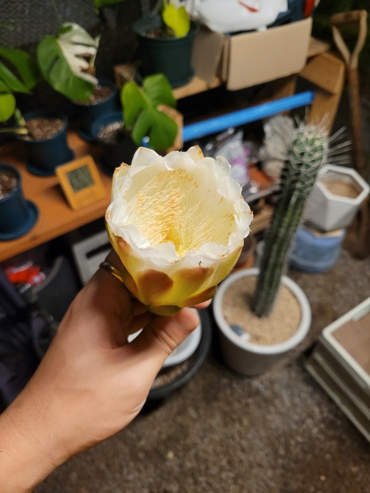 밤에 피는 선인장 꽃