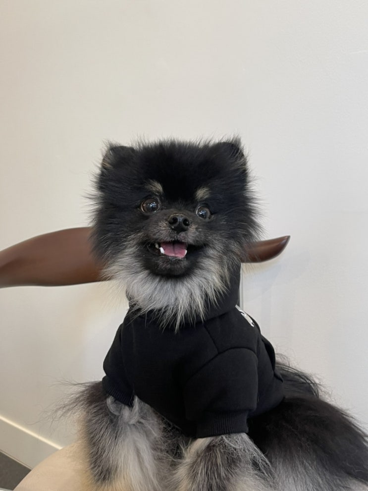  예일 (YALE) 2 TONE ARCH DOGGY HOODIE   @애견후드