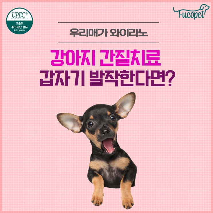  강아지 간질증상 , 갑작기 발작 (feat.간질과 발작의 차이)