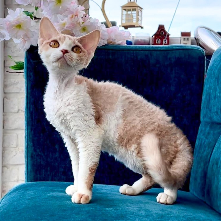 데본렉스 포토, 털빠짐 적은 고양이  품종 성격과 유전병 및 기본정보 특징