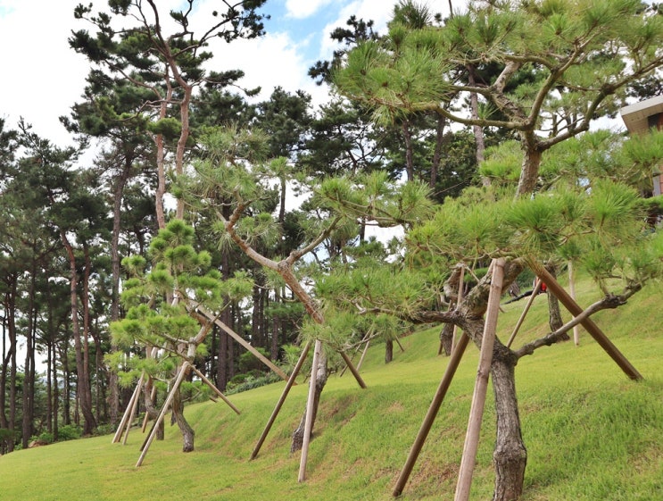  수목장 기본 개념 이해하기