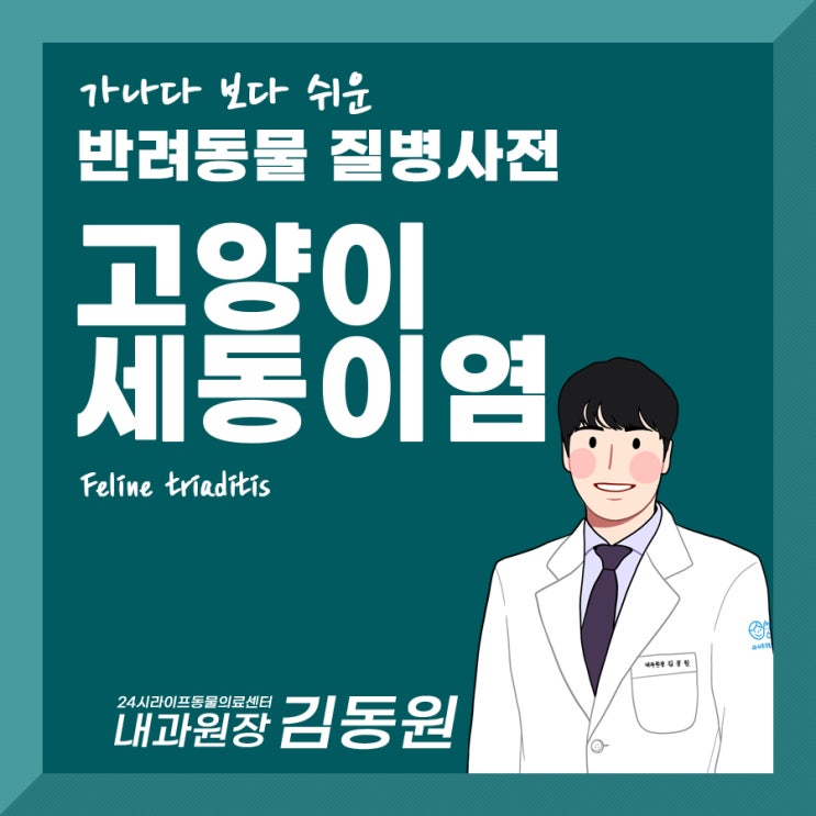 대구 고양이 동물병원 / 고양이 구토 설사 조심해야하는 이유 : 고양이 세동이염