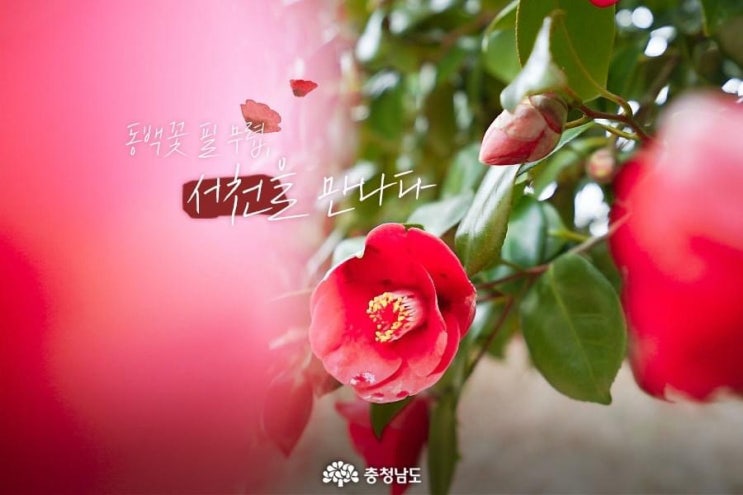 서천 가볼만한곳 동백꽃 필 무렵 서천을 만나다 | 충남도청페이스북