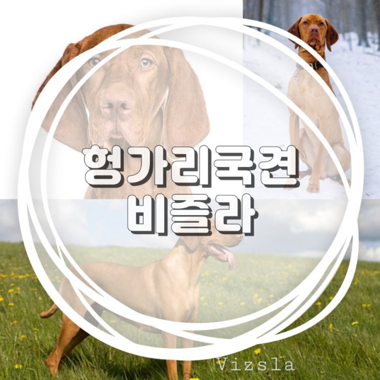  강아지 종류 비즐라 견종 크기 포토 성격 기원 ft.고독한 훈련사