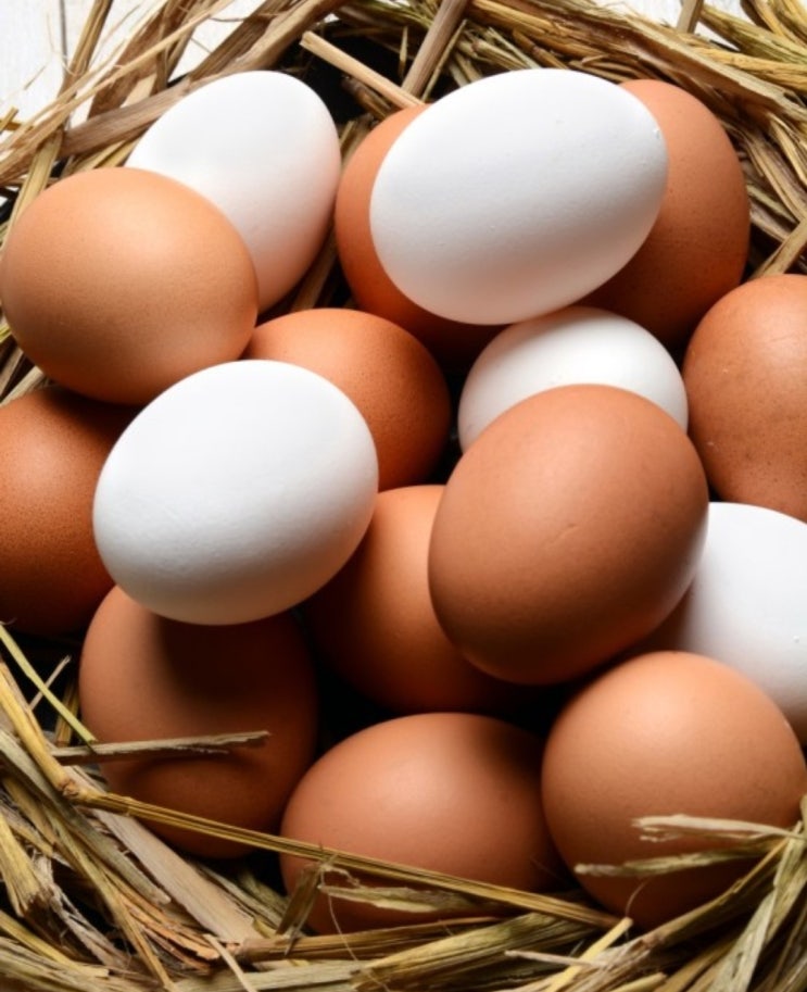 계란의 효능과 맛있게먹는방법
