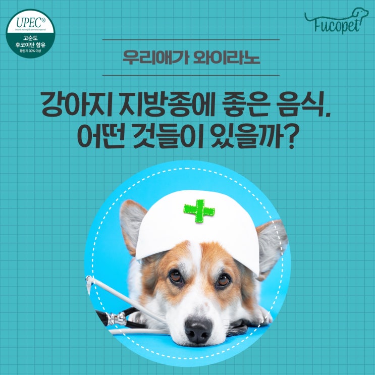  50th. 강아지 지방종에 좋은 음식
