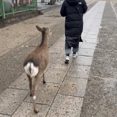  [일본 3박 4일] 오사카 3일차 일정