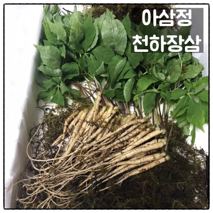  아삼정 천하장삼 이만기새싹삼 새싹인삼 한우구이 새싹삼계탕 요리 후기