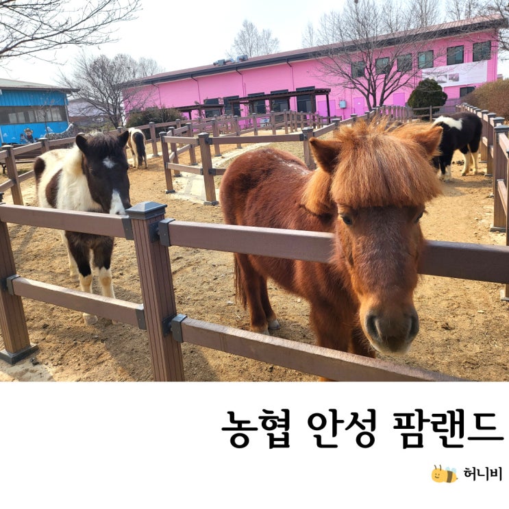  안성팜랜드, 아이랑 가볼만한곳 (승마 체험, 동물 먹이주기 등 다양한 체험)
