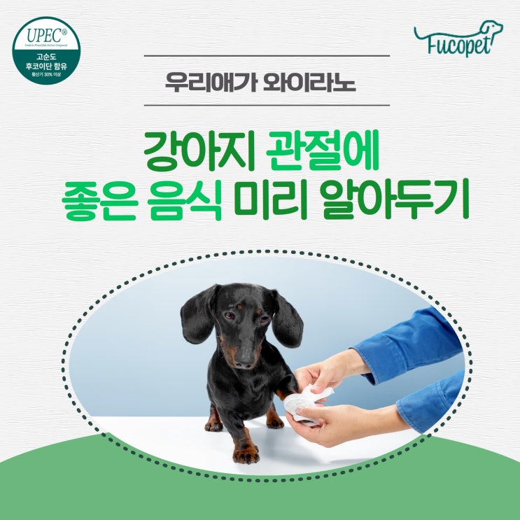  강아지 관절에 좋은 음식 알아볼까요?