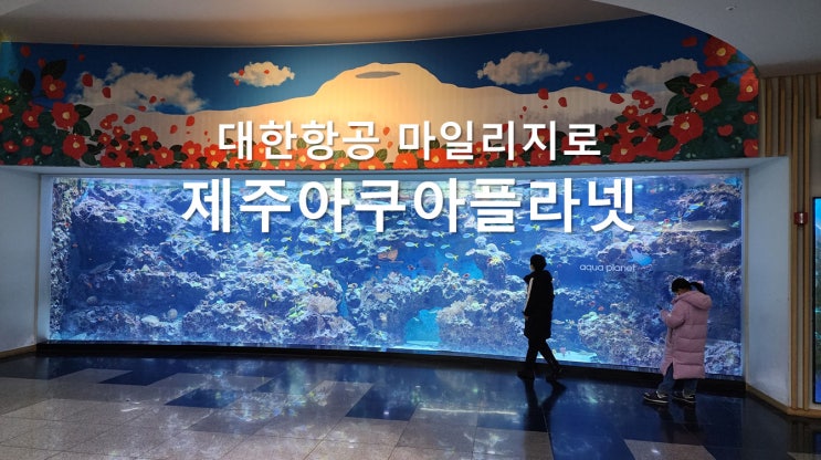 제주아쿠아플라넷 공짜로~ 대한항공마일리지 사용 제주아쿠아플라넷 공짜로~ 대한항공마일리지 사용