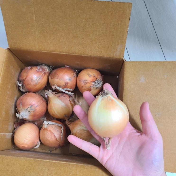  올팜 약 3주 만에 양파 수확!!