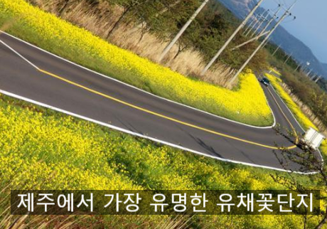  제주 벚꽃 피는 시기 2023년 전국 봄꽃 개화 예측지도