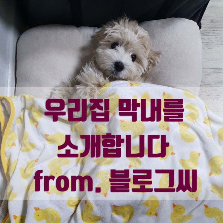  반려동물 _ 저도 블로그씨에게 제 막내를 자랑해 봅니다!