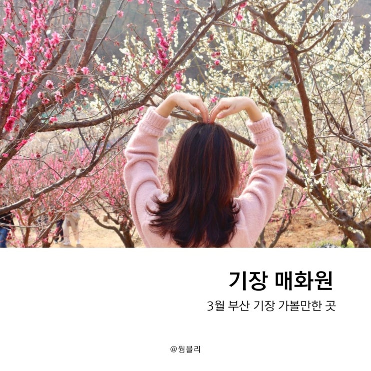  부산 기장 가볼만한 곳, 매화원(23.03.11) 포토존