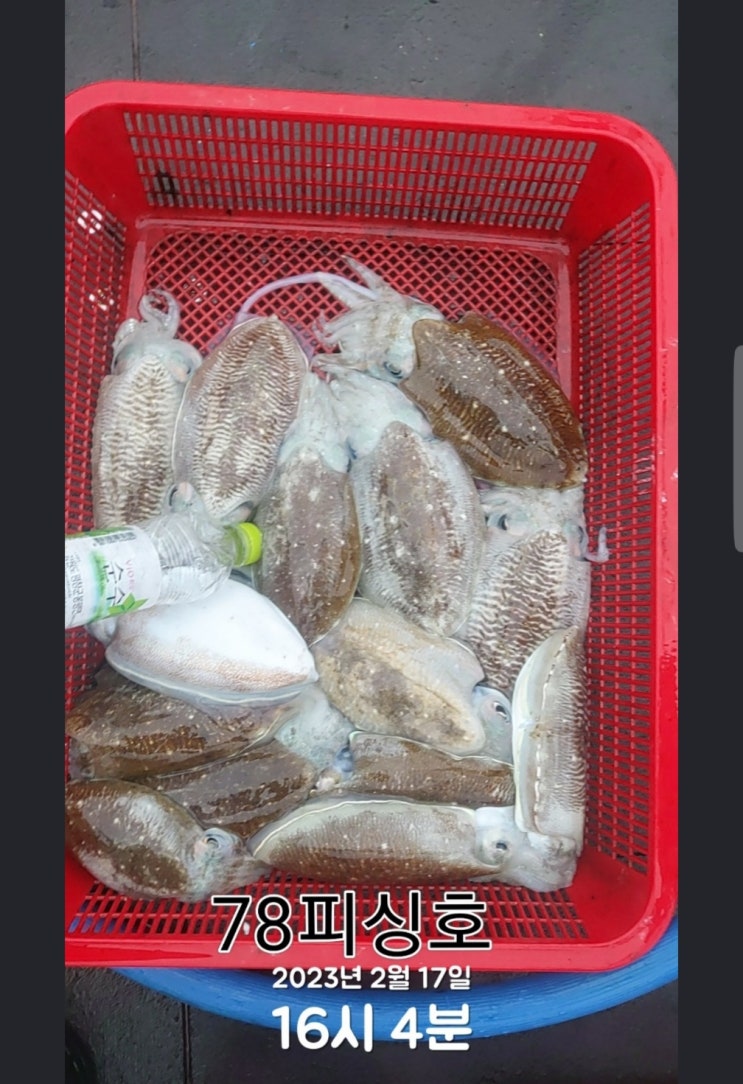  갑오징어 낚시